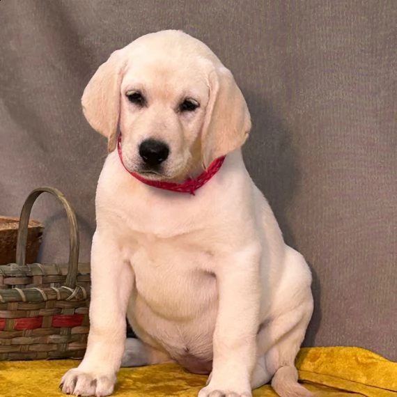 regalo bello labrador cuccioli maschi e femmine bello labrador , maschio e femmina, sverminato, con  | Foto 1