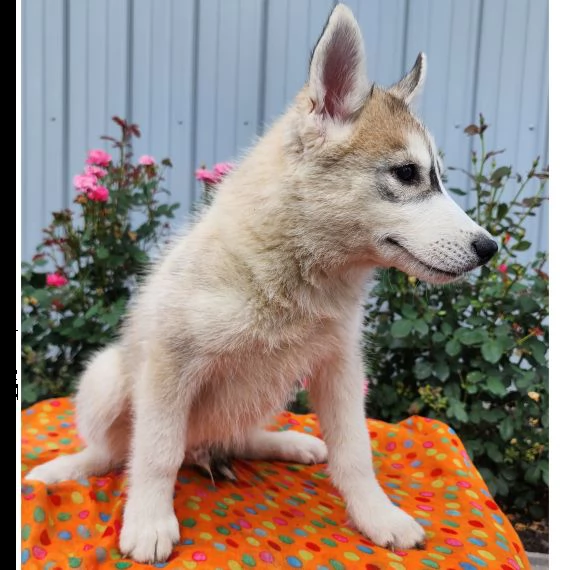 regalo siberian husky con pedigree consegna con : libretto sanitario, vaccini certificati dal veteri