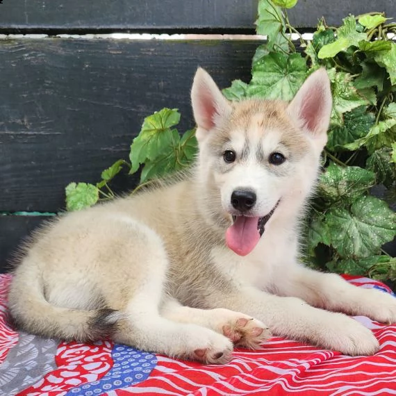 regalo siberian husky con pedigree consegna con : libretto sanitario, vaccini certificati dal veteri | Foto 1