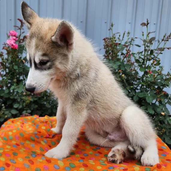 regalo siberian husky con pedigree consegna con : libretto sanitario, vaccini certificati dal veteri | Foto 0