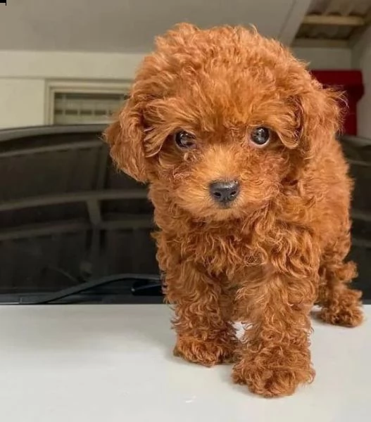 cuccioli di barboncina!!!