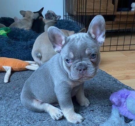adotta un bulldog francese whatsapp (0033753020535) | Foto 2