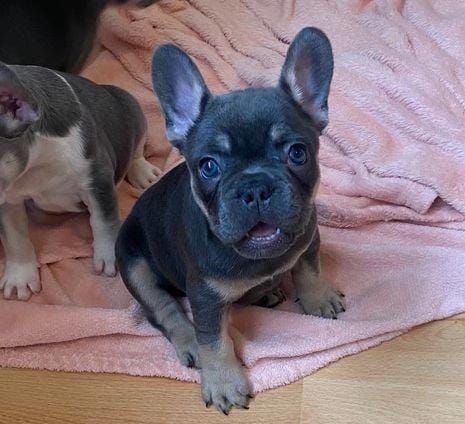 adotta un bulldog francese whatsapp (0033753020535) | Foto 1