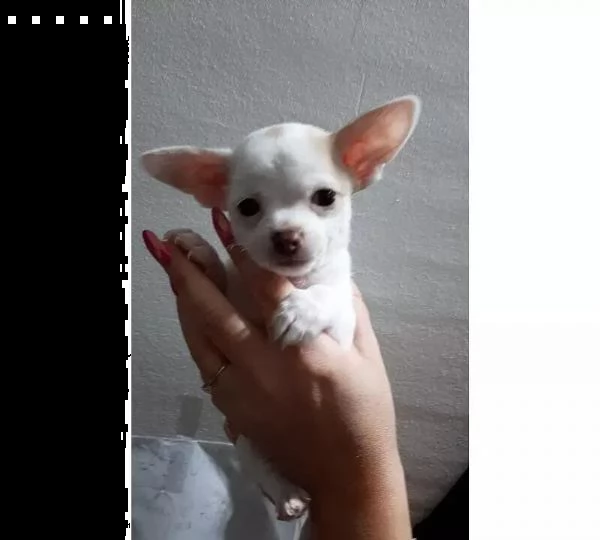 adotta un cucciolo di achihuahua whatsapp (0033753020535) | Foto 2