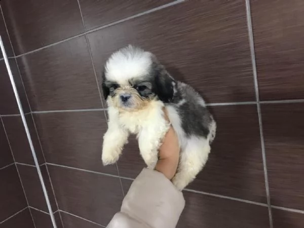 adotta un cucciolo di shih tzu whatsapp (0033753020535) | Foto 1