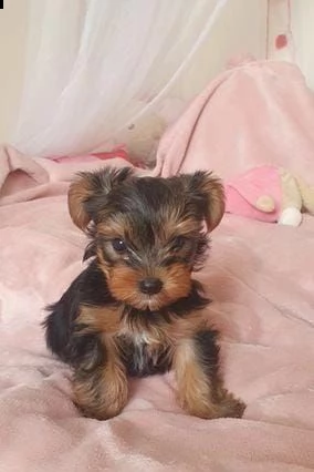 adotta un cucciolo di yorkie whatsapp (0033753020535) | Foto 1