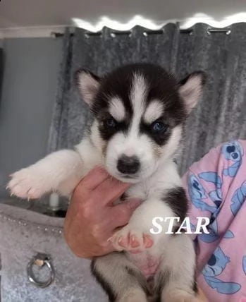 adotta un cucciolo di husky whatsapp (0033753020535) | Foto 0