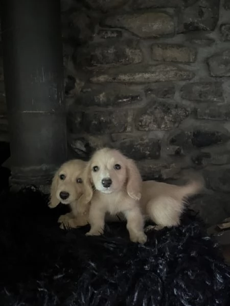 bassotto in miniatura a pelo lungo crema