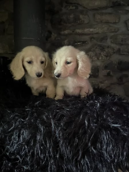 bassotto in miniatura a pelo lungo crema | Foto 0