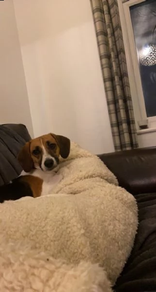 cuccioli di beagle tre colori | Foto 5