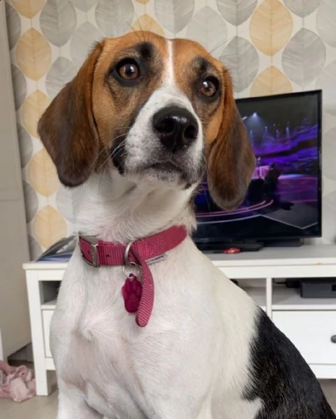 cuccioli di beagle tre colori | Foto 2