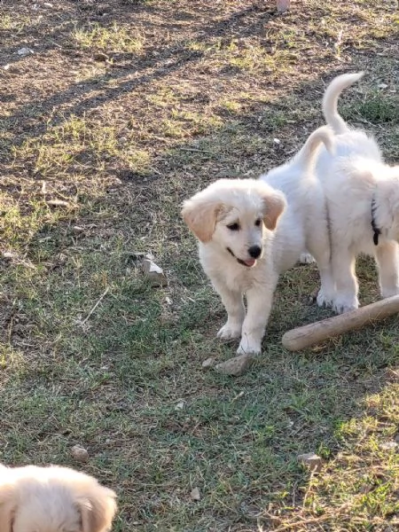 regalo bellissimi cuccioli cane lagotto-maremmano | Foto 3