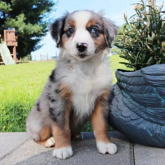 regalo adorabili cuccioli pastore australiano femminucce e maschietti 
