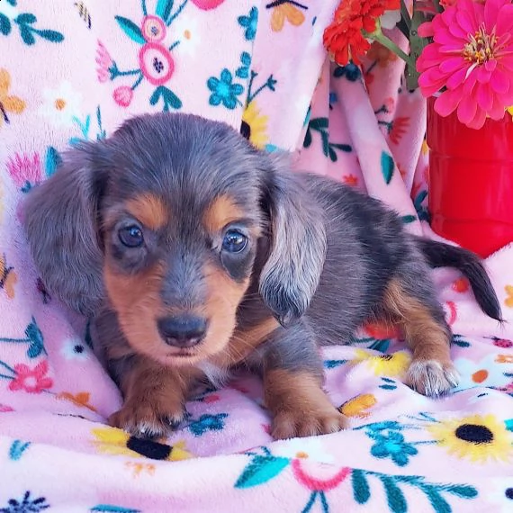 regalo adorabili cuccioli bassotto femminucce e maschietti 