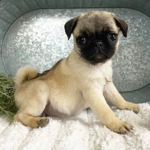 regalo cuccioli carlino