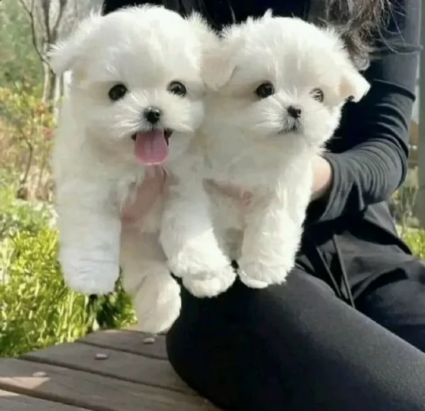 maltesi coreani!!!