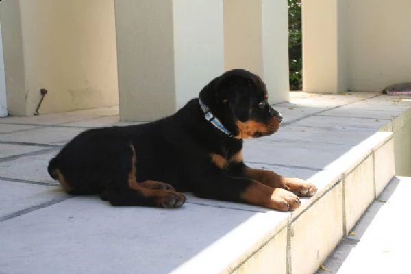 cuccioli di rottweiler 
