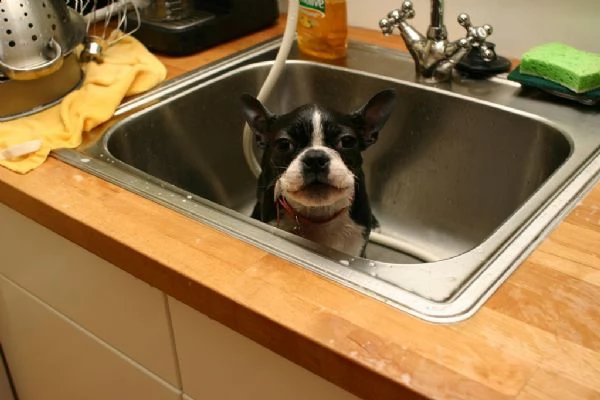 cuccioli di boston terrier  | Foto 0