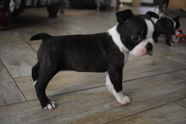 cuccioli di boston terrier 