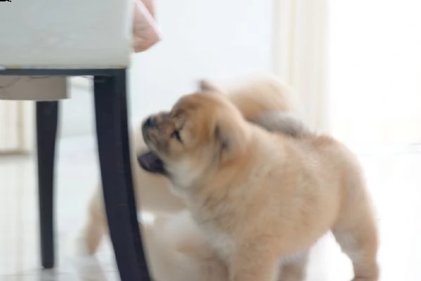 chow chow cuccioli disponibili  | Foto 0