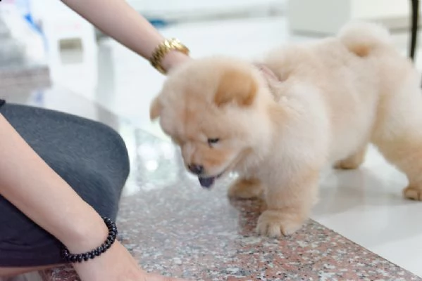 chow chow cuccioli disponibili 