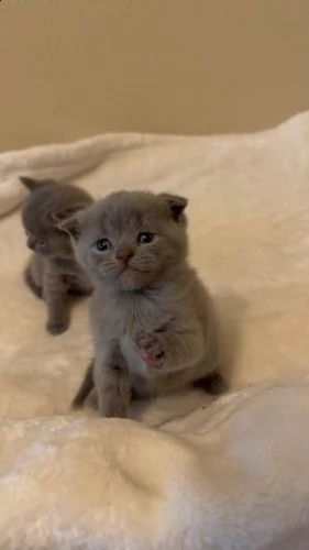 gattini della razza scottish fold | Foto 6