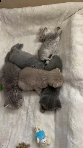 gattini della razza scottish fold | Foto 5