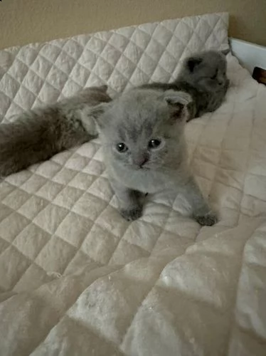 gattini della razza scottish fold | Foto 4