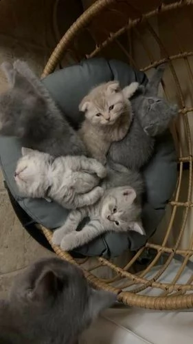 gattini della razza scottish fold | Foto 3