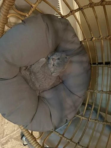 gattini della razza scottish fold | Foto 2