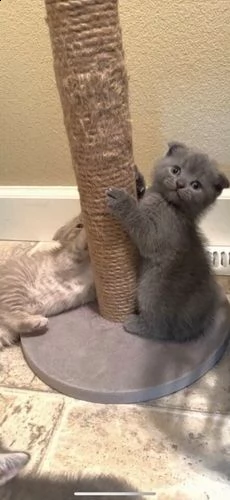 gattini della razza scottish fold | Foto 1