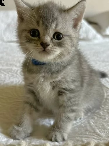 gattini della razza scottish fold