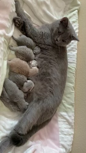 gattini della razza scottish fold | Foto 0