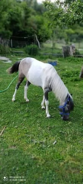 vendita pony femmina 5 anni 600 euro