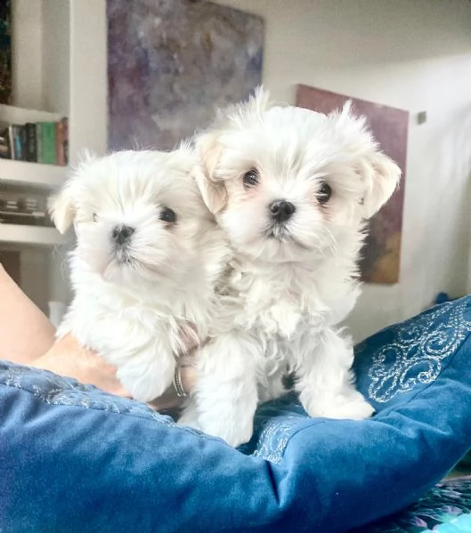 maltese mini toy