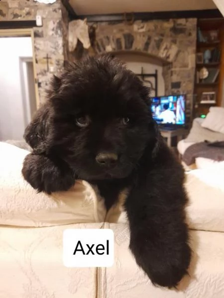 cuccioli di terranova | Foto 2