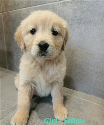 cane dal riporto dorato