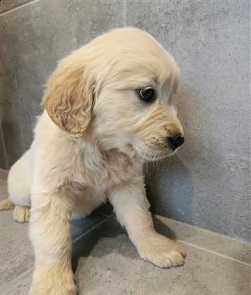 cane dal riporto dorato | Foto 0