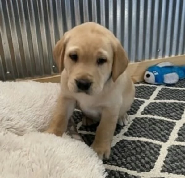 cani in reinserimento labrador