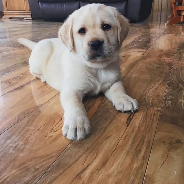 cani in reinserimento labrador | Foto 0