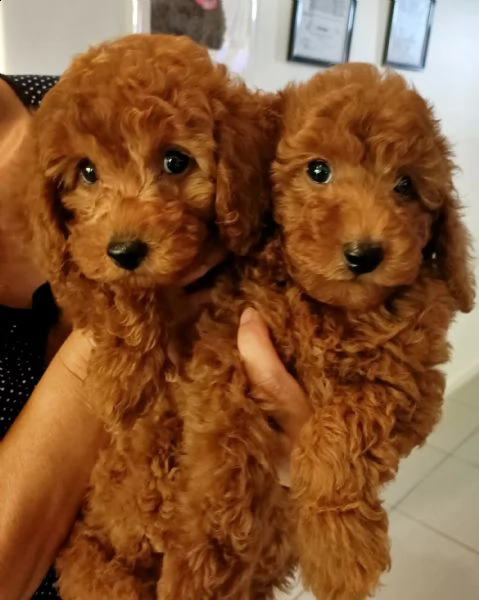 disponibili barboncini nani