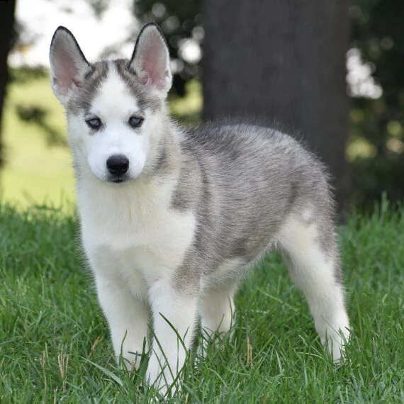 regalo cuccioli siberian husky maschio e femmina abbiamo disponibili cuccioli di siberian husky masc