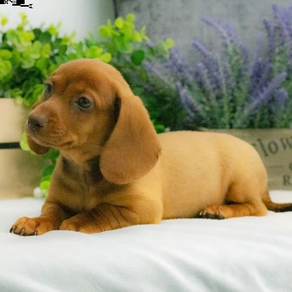 adorabili cuccioli bassotto femminucce e maschietti disponibili i cuccioli sono vaccinati sverminati | Foto 0