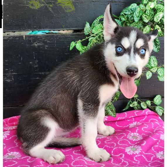 regalo siberian husky con pedigree consegna con : libretto sanitario, vaccini certificati dal veteri | Foto 1