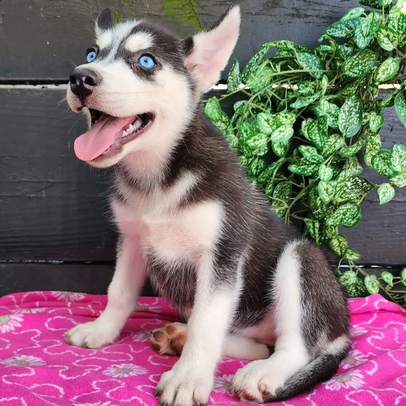 regalo siberian husky con pedigree consegna con : libretto sanitario, vaccini certificati dal veteri | Foto 0