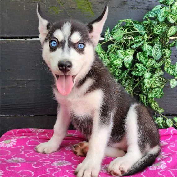 regalo siberian husky con pedigree consegna con : libretto sanitario, vaccini certificati dal veteri