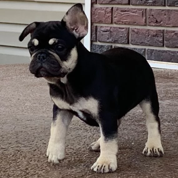 regalo cuccioli di cane a bulldog francese splendidi cuccioli di bulldog francese ad appassionati de | Foto 1