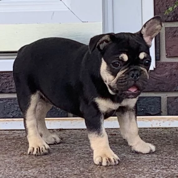 regalo cuccioli di cane a bulldog francese splendidi cuccioli di bulldog francese ad appassionati de