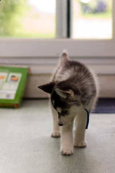 disponibili cuccioli di siberian husky | Foto 0