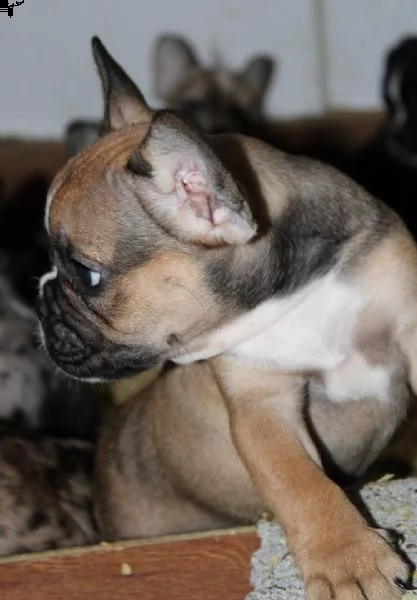 bulldog francese esotico cuccioli | Foto 6